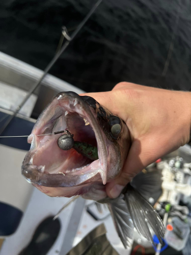 Boat fishing for Zander In Sweden